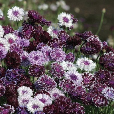 Purple and White Bachelor Buttons