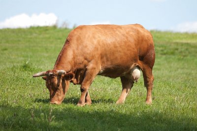 Vacca rubia gallega