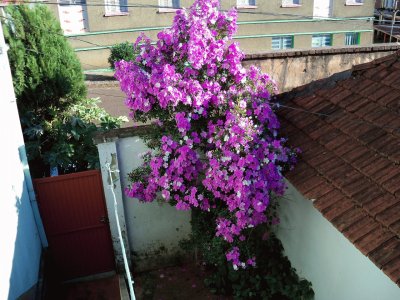 flores