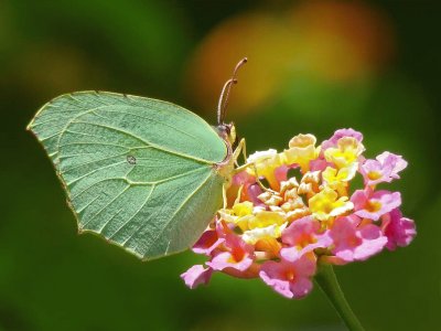 Butterfly jigsaw puzzle