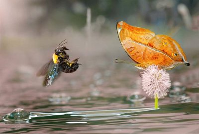 Butterfly jigsaw puzzle