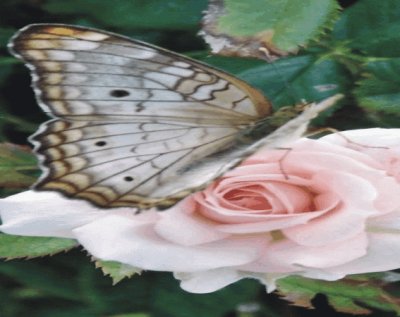 Butterfly jigsaw puzzle