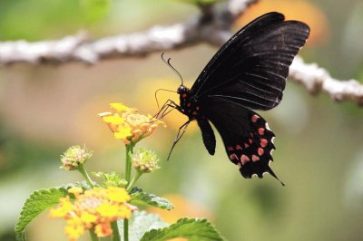 Butterfly jigsaw puzzle