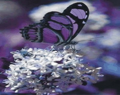 Butterfly jigsaw puzzle