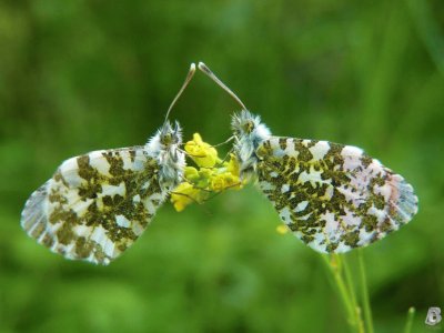 Butterfly jigsaw puzzle