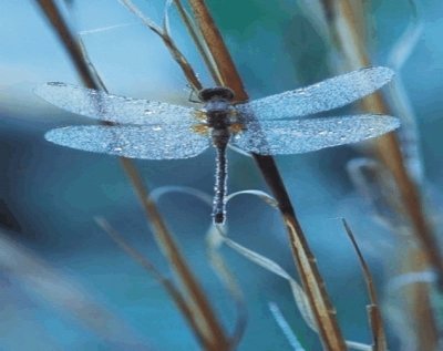 Dragonfly jigsaw puzzle