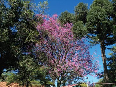 trees jigsaw puzzle