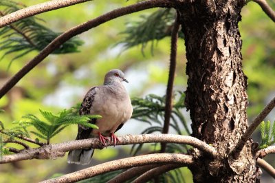 פאזל של é‡‘èƒŒé³©