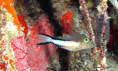 Sharp Nose Puffer Fish-Bahamas