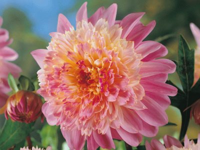 flores