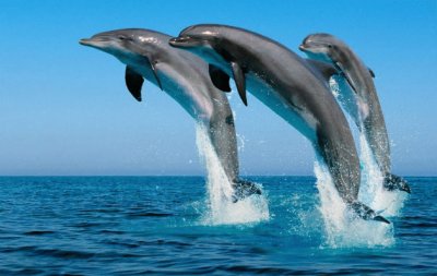 DELFINES EN EL MAR