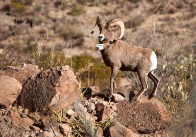 פאזל של Aoudad are plentiful around Big Bend