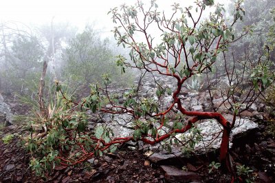 Madrone Tree Boot Spgs jigsaw puzzle