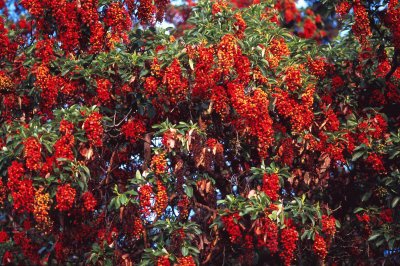 TX Guadalupe Nat Park - Madrone in bloom jigsaw puzzle