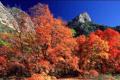 פאזל של TX Gradalupe Peak Nat Park - McKittrick Canyon