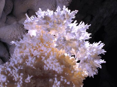 NM - Carlsbad Caverns  - Arogonite crystals