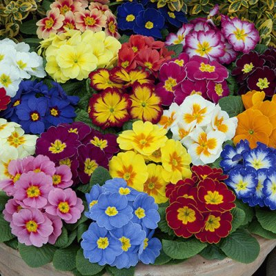 Gorgeous Primrose Garden
