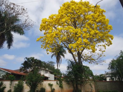פאזל של IpÃª Amarelo - Ã¡rvore sÃ­mbolo do Brasil