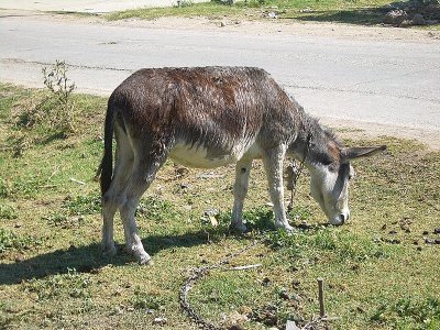 Del kirghizistan