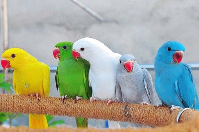 Animais