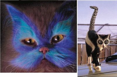 פאזל של Painted Cats