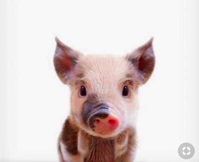 פאזל של Cute Piggy