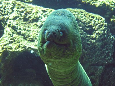 פאזל של Moray Eel