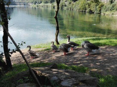GEESE ON THE ALPINE LAKE
