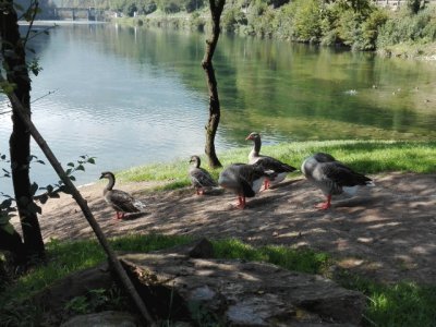 פאזל של GEESE ON THE ALPINE LAKE