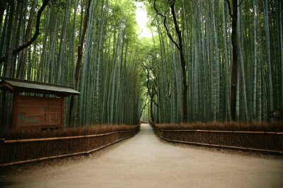 Kyoto, Japan bamboo stand