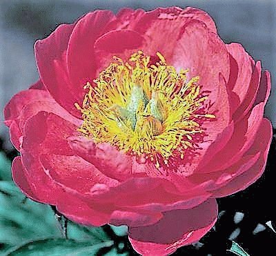 flores