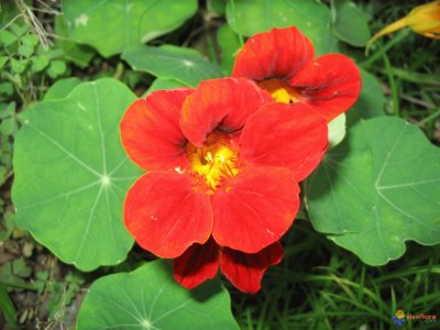 Capucines