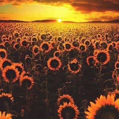 Girasoles jigsaw puzzle