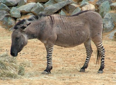 פאזל של Zebrasino