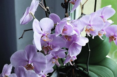 flores