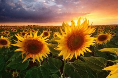 sunflower jigsaw puzzle