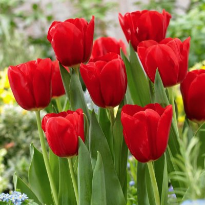 Tulips jigsaw puzzle