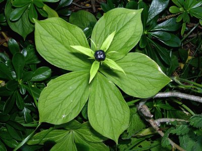 Parisette Ã  quatre feuilles