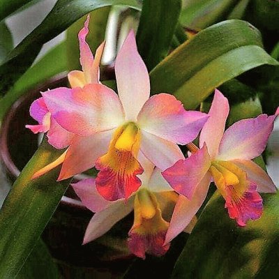 flores