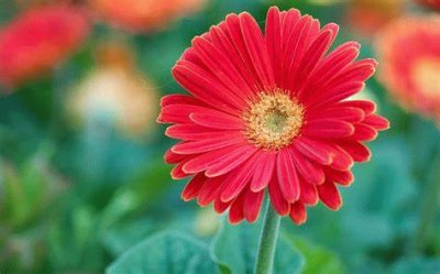 gerbera