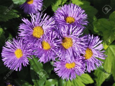 Aster