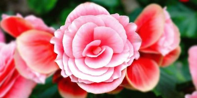 flores