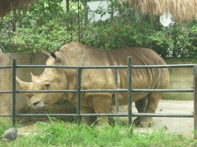 פאזל של zoolÃ³gico 8