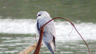 bird jigsaw puzzle