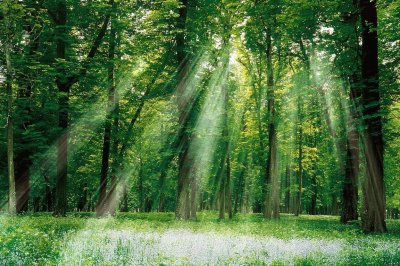 TX Sunlight Forest jigsaw puzzle