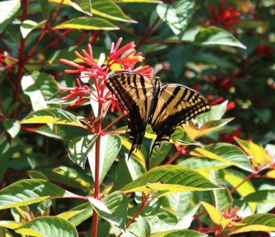 Butterfly on Firebush jigsaw puzzle