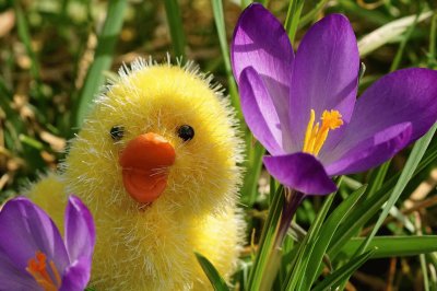 Cute Little Chick in Crocus Garden