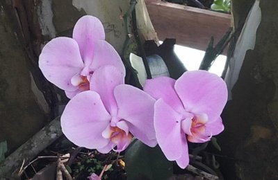 Orquideas jigsaw puzzle