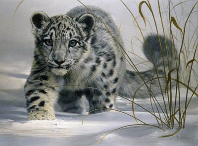 leopardo