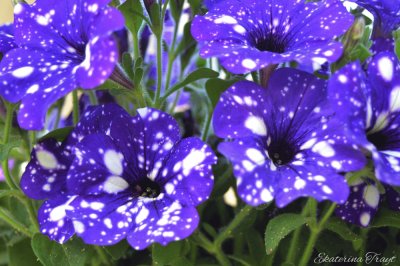 Gorgeous Night Sky Petunias jigsaw puzzle